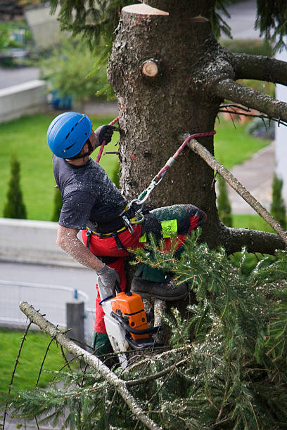 How Our Tree Care Process Works  in  Gatlinburg, TN